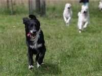 Puppys van Bliss040622-0035